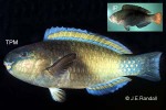 Pale Bullethead Parrotfish (Chlorurus japanensis)